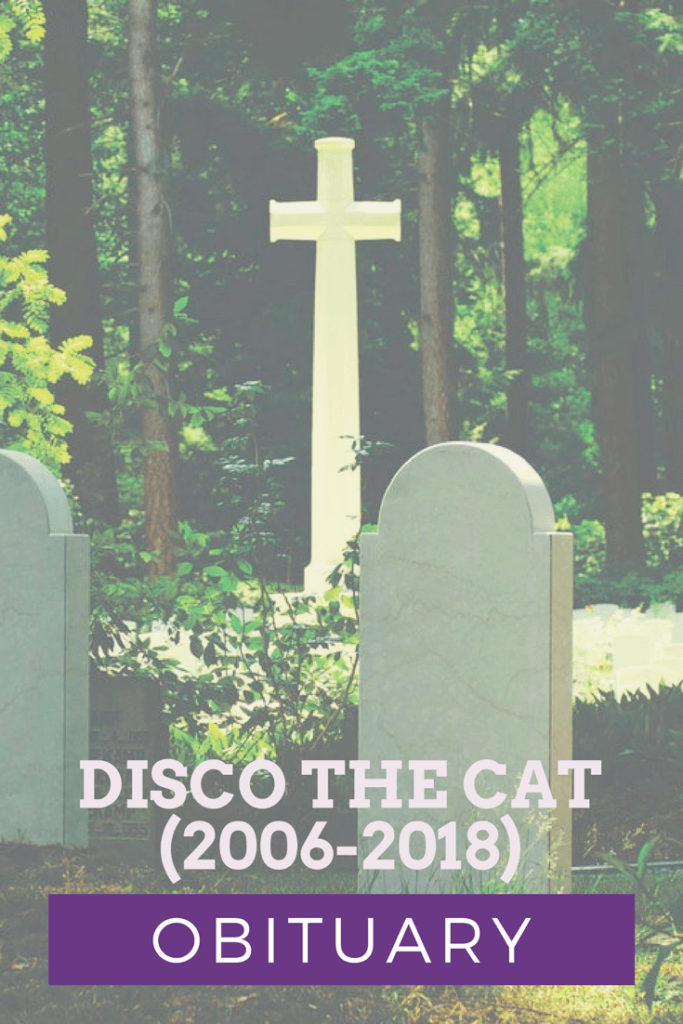 Obituary: Disco The Cat (2006-2018)