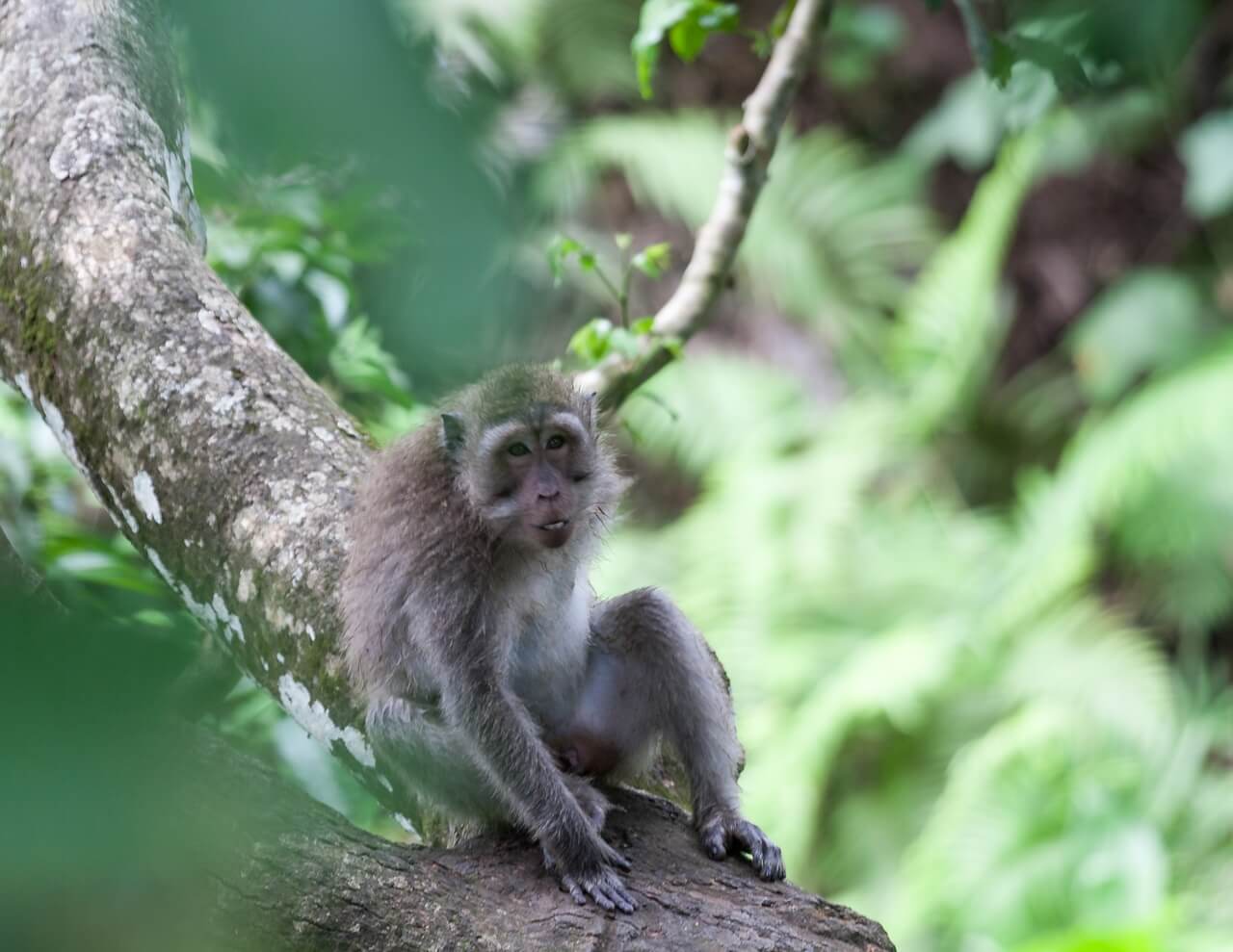 Monkey forest in Ubud, Bali - Indonesia