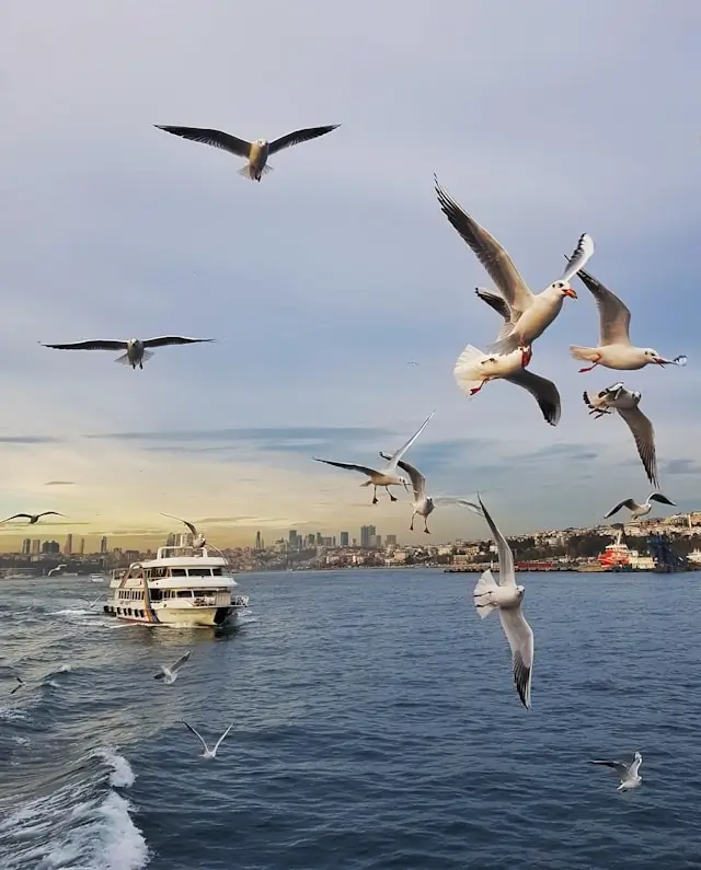 Seagulls flying around a Bosphorus cruise boat with Istanbul skyline in background during golden hour morning light