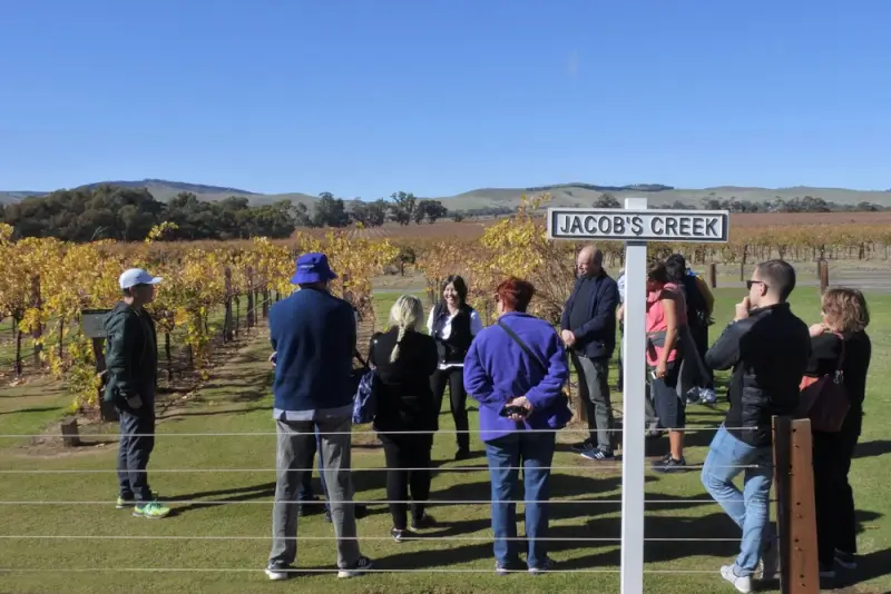 Wine tasting group at Jacob's Creek vineyard in Barossa Valley near Angaston South Australia with autumn vines