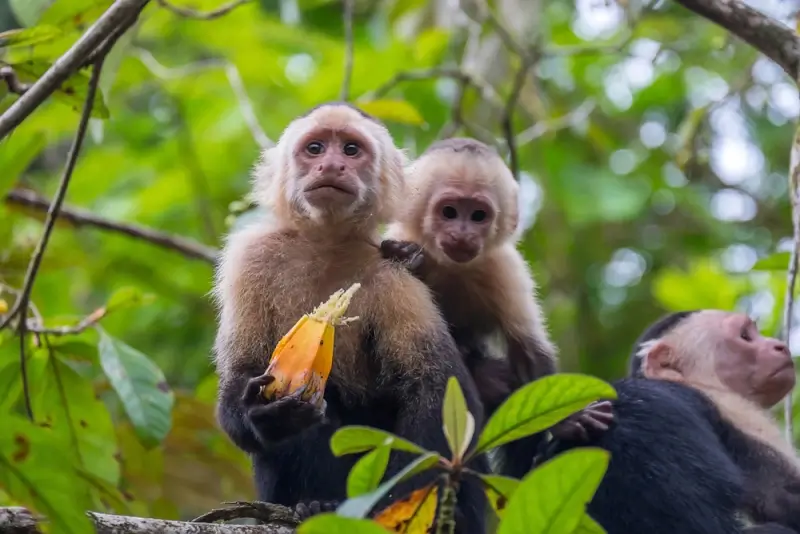 Wild capuchin monkeys eating fruit in Costa Rica jungle, popular attraction for Costa Rica travel itinerary