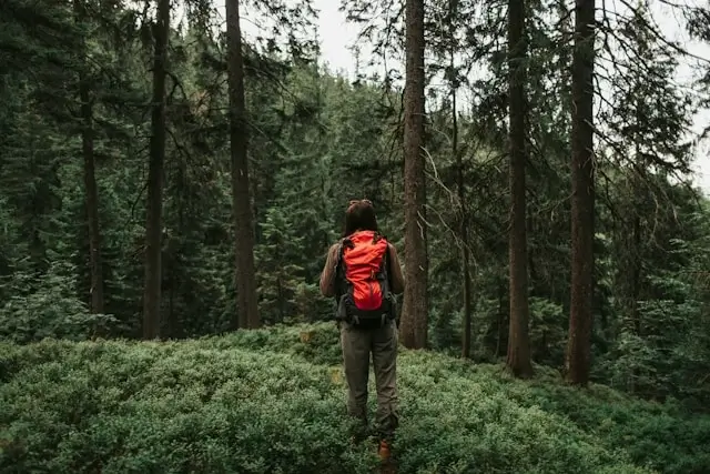 Female hiker with red backpack walking through lush green forest surrounded by tall pine trees on adventure trail