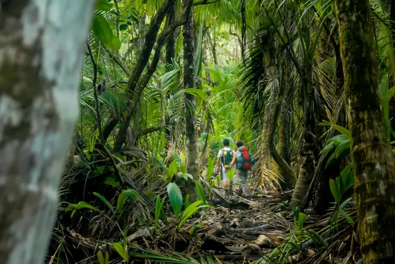 Hikers trekking through dense Corcovado National Park rainforest in Costa Rica, adventure activity for Costa Rica travel itinerary