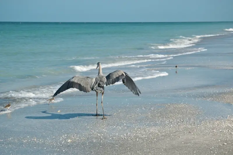 Great blue heron spreading wings on sandy beach while visiting the Florida Gulf Coast