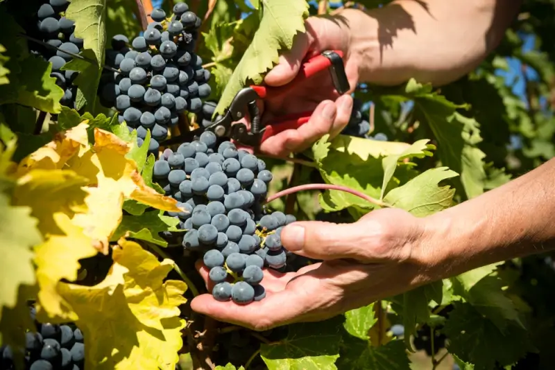 Hands harvesting fresh wine grapes at Okanagan Valley vineyard showcasing farm-to-table experience in Kelowna wine country