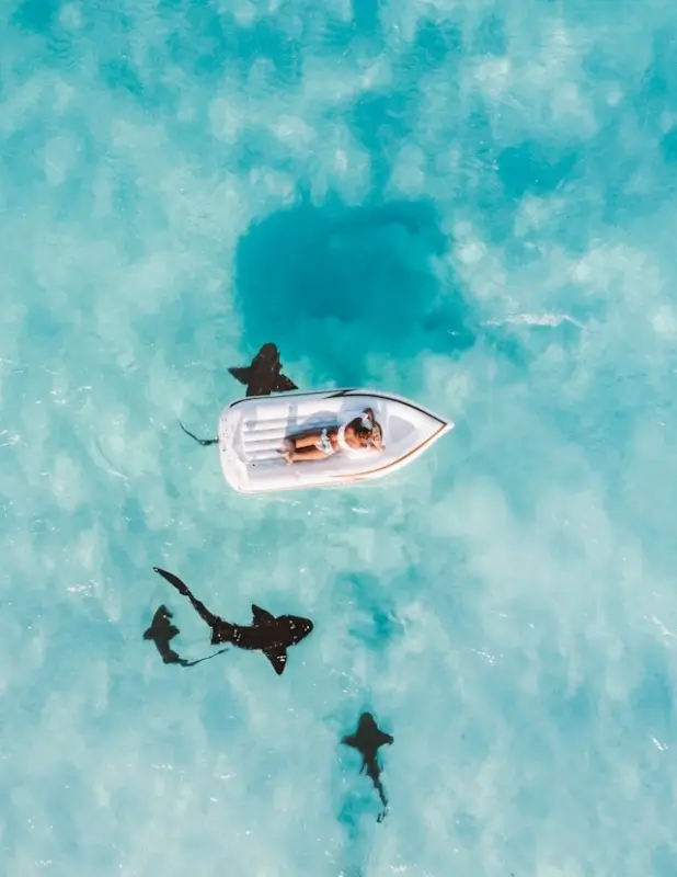 Aerial view of couple in boat surrounded by nurse sharks in clear Bahamas waters during travel adventure
