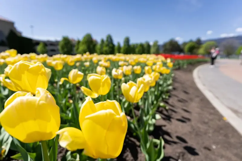 Bright yellow tulips blooming at Okanagan Lavender and Herb Farm, a peaceful hidden gem to visit in Kelowna BC