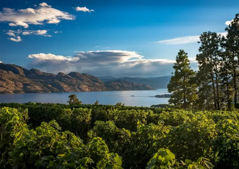 Mission Hill Family Estate vineyard overlooking Okanagan Lake with dramatic mountain views in Kelowna wine country