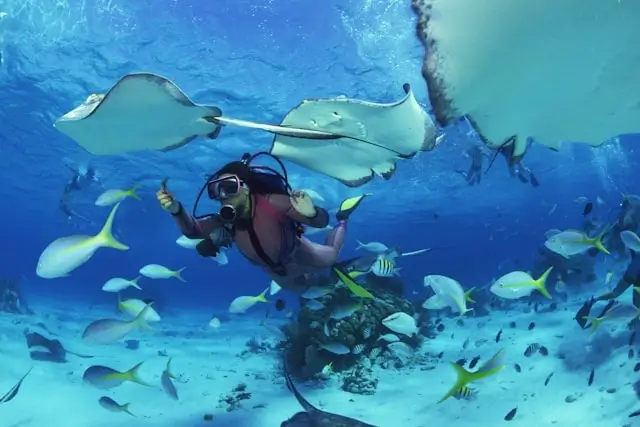 Scuba diver swimming underwater with manta rays and tropical fish in crystal blue ocean