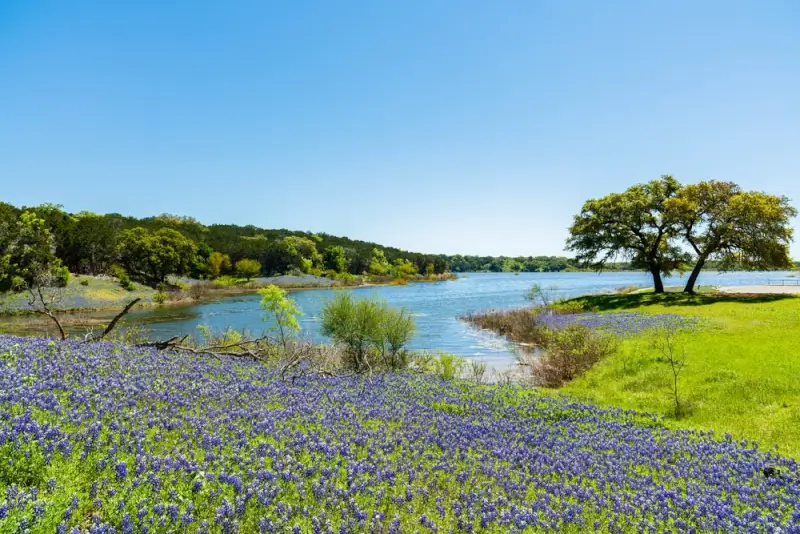 Texas bluebonnets blooming along lakeside in Hill Country near Austin