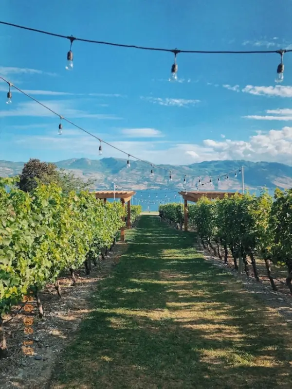 Romantic vineyard rows with string lights and mountain views at Kelowna winery perfect for wine tasting experiences