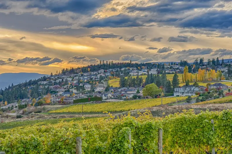 Golden autumn vineyards cascading down hillside neighborhoods overlooking Okanagan Lake in Kelowna wine region