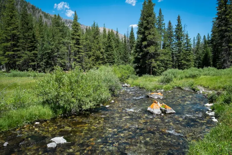 Clear rocky mountain stream flowing through green meadow surrounded by pine forest under blue Colorado sky
