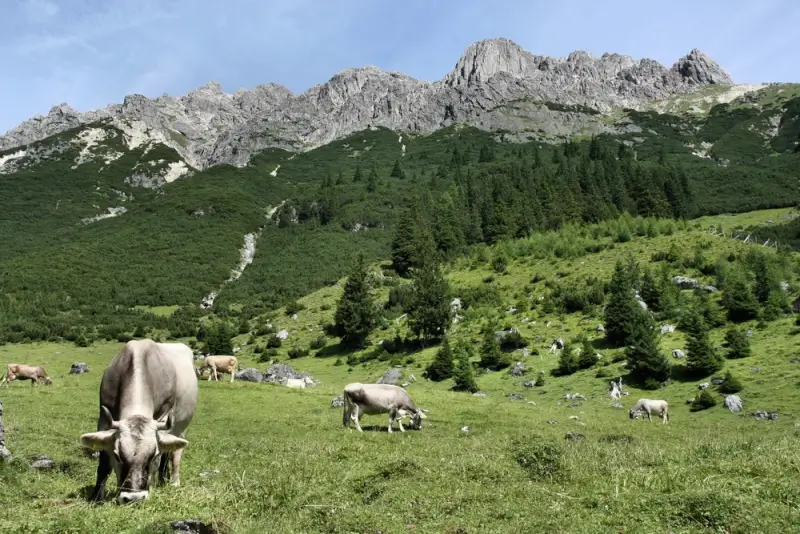 Cattle grazing in alpine meadows below jagged limestone ridges in the Tyrolean Alps along the Eagle Walk Austria route