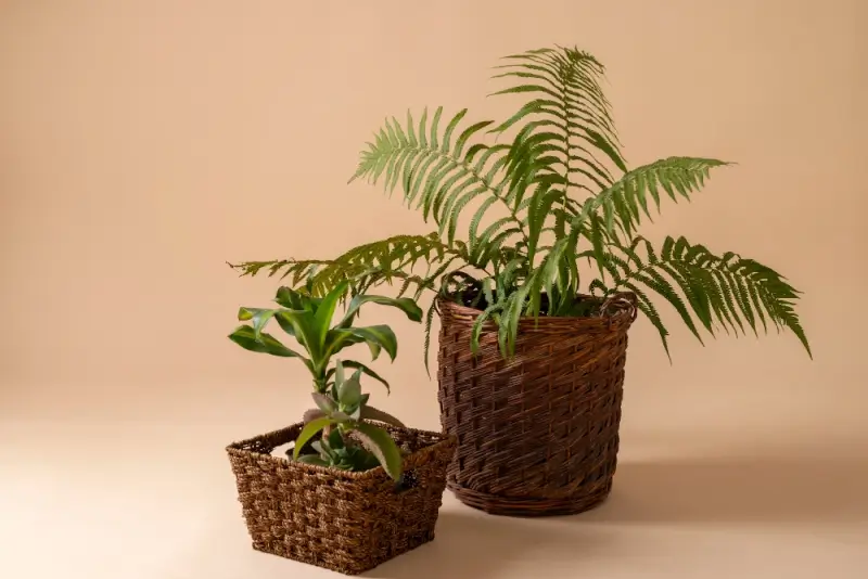 Fern and succulent arranged in woven baskets against neutral background for easy-care home decor