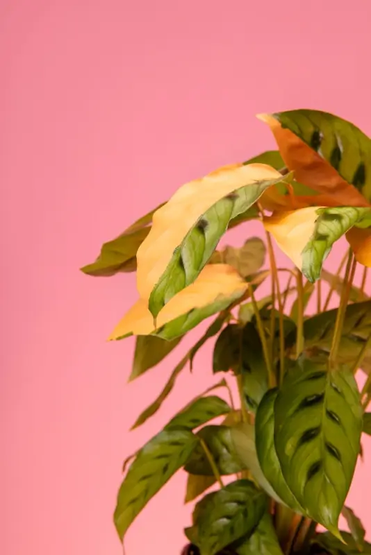 Artificial tropical foliage with variegated leaves on pink background for worry-free home styling