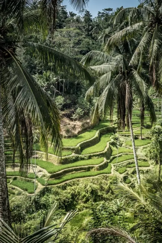Tegalalang rice terraces with lush green paddies and palm trees in Ubud, Bali