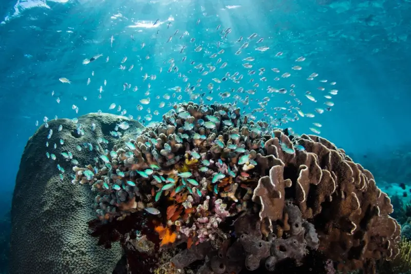 Healthy hard corals covered with schooling reef fish during diving in Raja Ampat, showcasing the biodiversity of the Coral Triangle