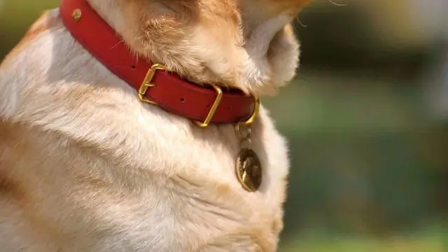 Golden retriever wearing red leather collar with engraved gold dog tag pendant