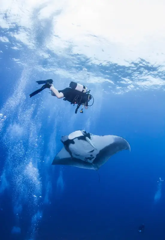 Manta scuba diving guide showing diver swimming alongside giant manta ray in crystal-clear blue ocean