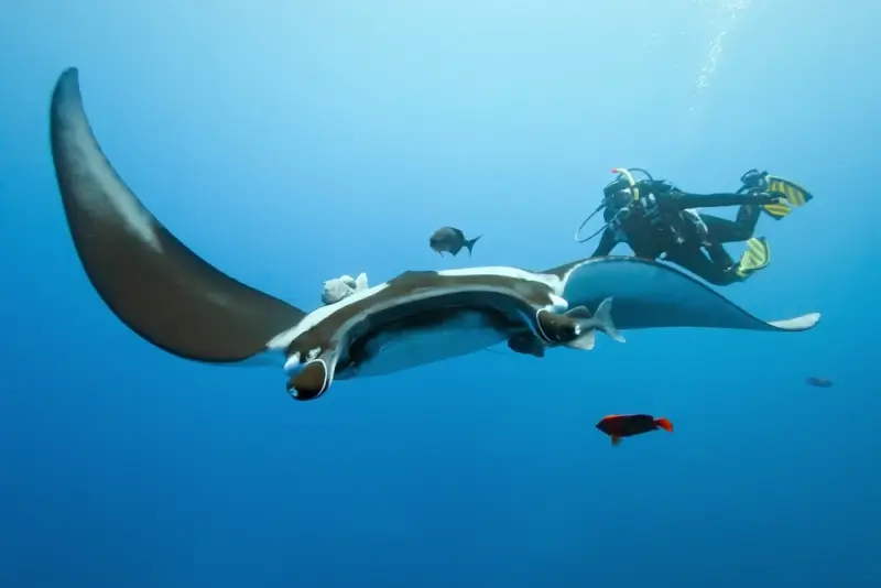 Large manta ray swimming with diver and tropical fish in open blue ocean water