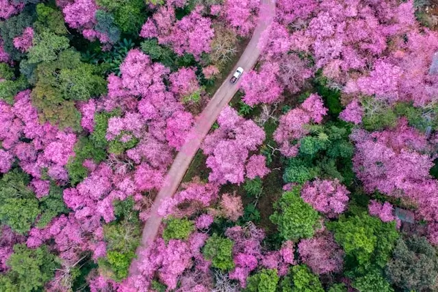 Aerial view of a car driving through a forest road surrounded by pink blooming trees during a spring road trip
