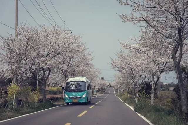 A turquoise bus driving along a scenic road lined with white cherry blossom trees in full bloom during a spring road journey