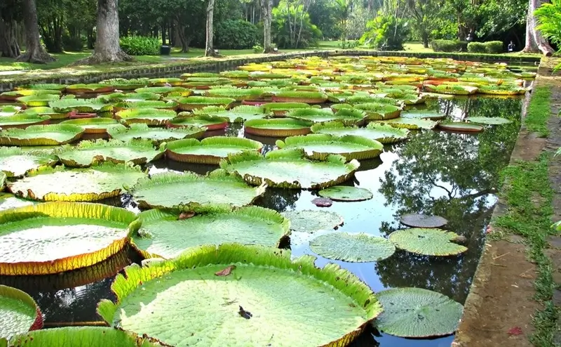 Giant Amazonian water lily pads floating on a pond at SSR Botanical Garden in Pamplemousses Mauritius surrounded by tall tropical trees