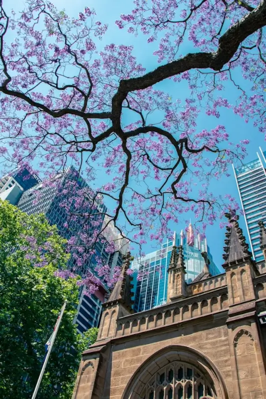 Purple jacaranda blossoms framing a historic sandstone church in Sydney's CBD during spring, with modern glass skyscrapers rising behind it against a bright blue sky.