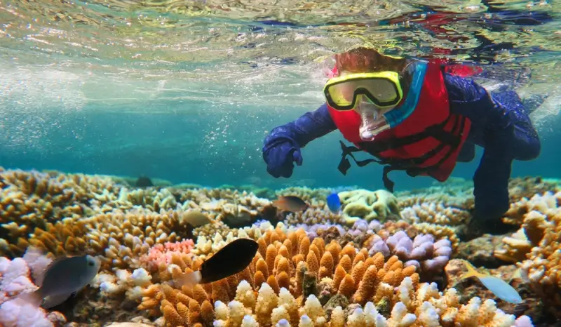 child snorkeling over colorful coral reef with tropical fish in clear Australian waters