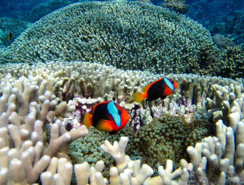 two clownfish swimming among sea anemones and coral formations underwater in Australia