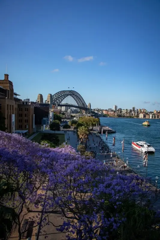 Sydney Harbour Bridge framed by blooming purple jacaranda trees in spring, with a ferry crossing the sparkling blue harbour and the city skyline visible in the distance.