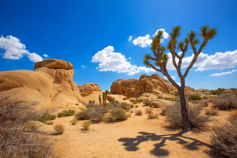 A Joshua tree standing tall among golden boulders and desert shrubs under a bright blue sky in Joshua Tree National Park, California