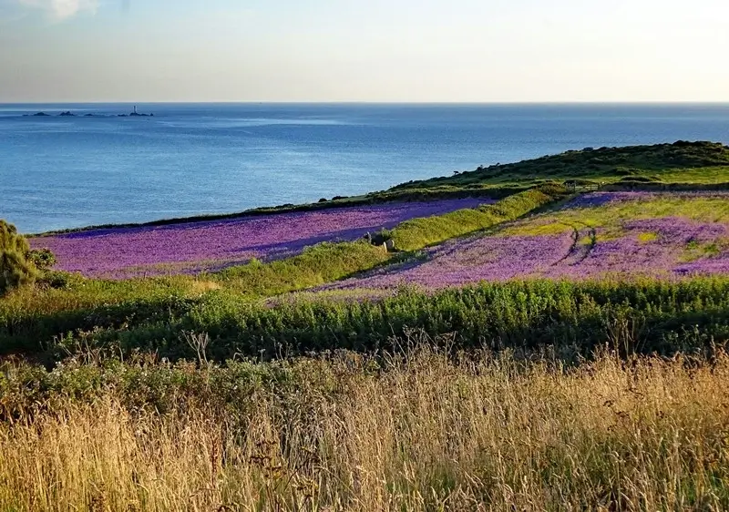 Vibrant purple lavender fields stretching toward the coastline on a sunny day in Cornwall, UK