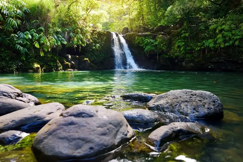 Lower Waikamoi Falls cascading into a clear green pool surrounded by lush tropical forest in Maui