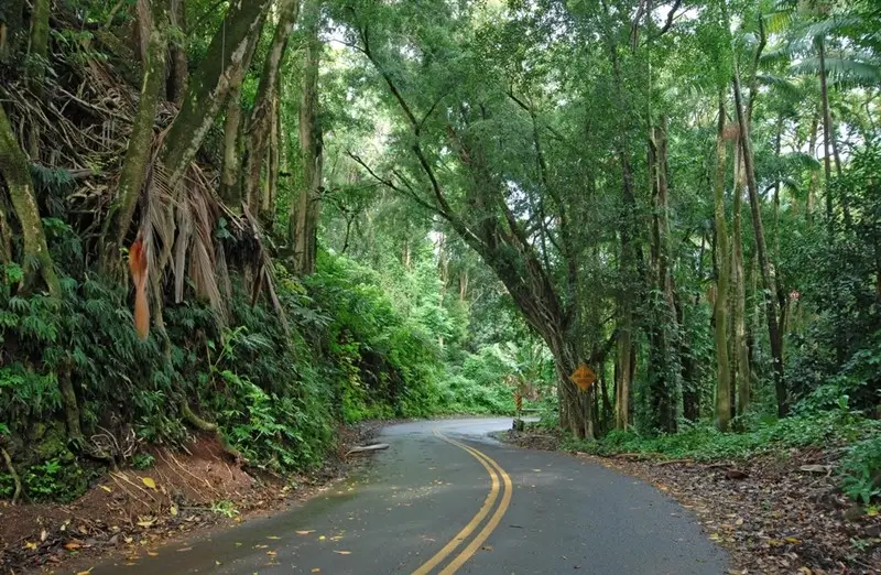 narrow rainforest road winding through dense tropical jungle on the Hana Highway