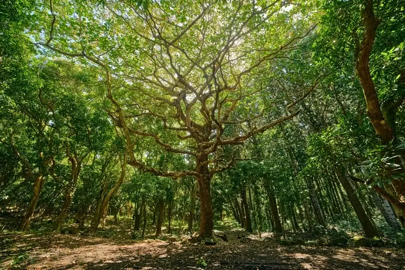 Ancient twisted tree with sprawling branches in the dense volcanic forest of Bras D'eau National Park Mauritius