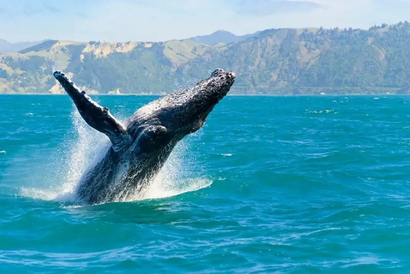 humpback whale breaching out of the ocean during whale watching in Maui