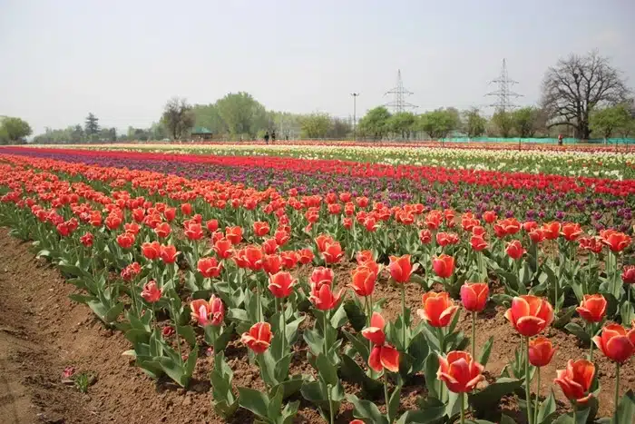 Rows of colorful tulips in red, purple, and white in bloom at the Indira Gandhi Memorial Tulip Garden in Srinagar, Kashmir