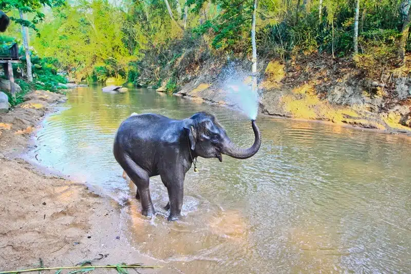 An elephant splashing water at a must-do activities in Thailand experience — an ethical elephant sanctuary in Chiang Mai