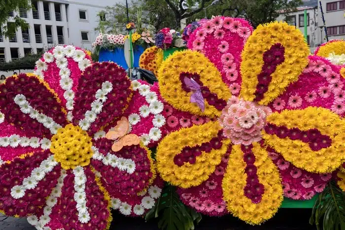Close-up of vibrant pink and yellow chrysanthemum flower sculptures on a parade float at the Madeira Flower Festival in Portugal