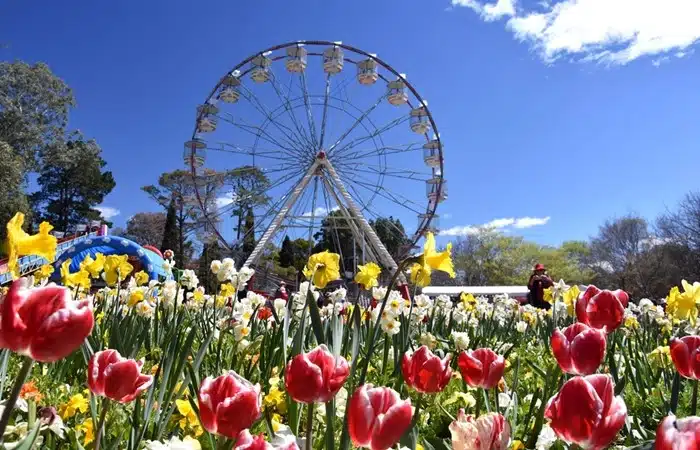 Red tulips and yellow daffodils in full bloom with a Ferris wheel in the background at Floriade spring festival in Canberra, Australia