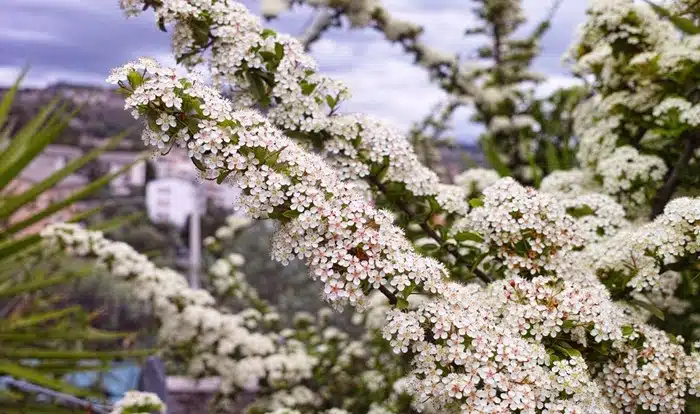 Delicate white blossom branches in full bloom against a cloudy sky in Genzano, Italy, home of the famous Infiorata street petal festival