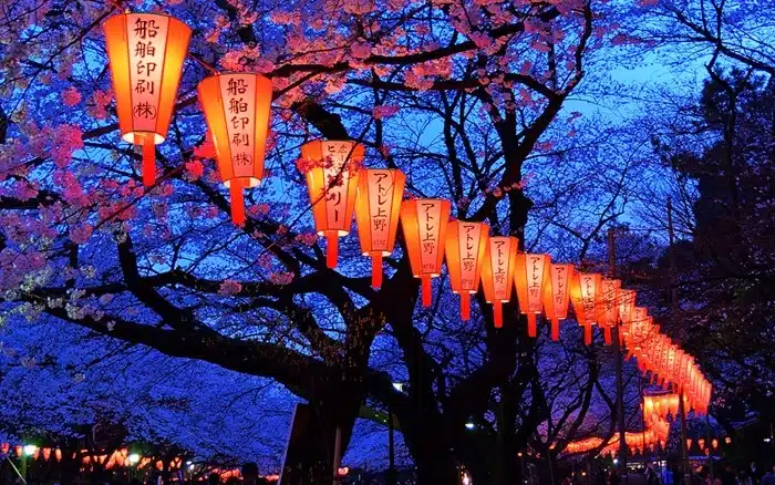 Glowing red paper lanterns hanging beneath cherry blossom trees at night during the Hanami festival in Japan