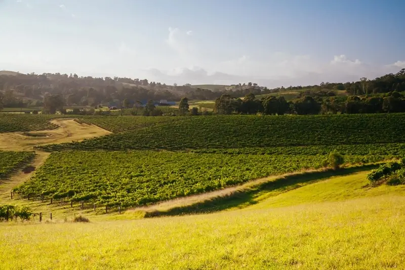 rolling vineyard landscape in Hunter Valley on a sunny day near Sydney