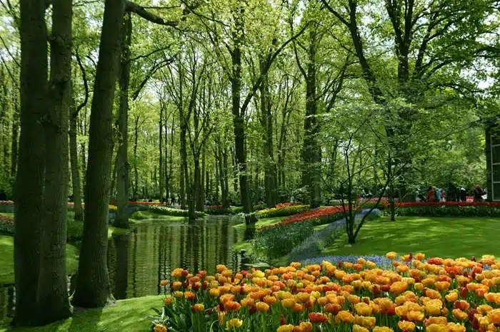 Orange and red tulips lining a calm garden canal surrounded by tall trees at Keukenhof Gardens in Lisse, Netherlands