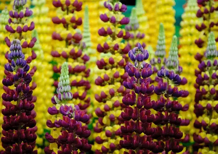 Purple and yellow lupins on display at the RHS Chelsea Flower Show in London, UK