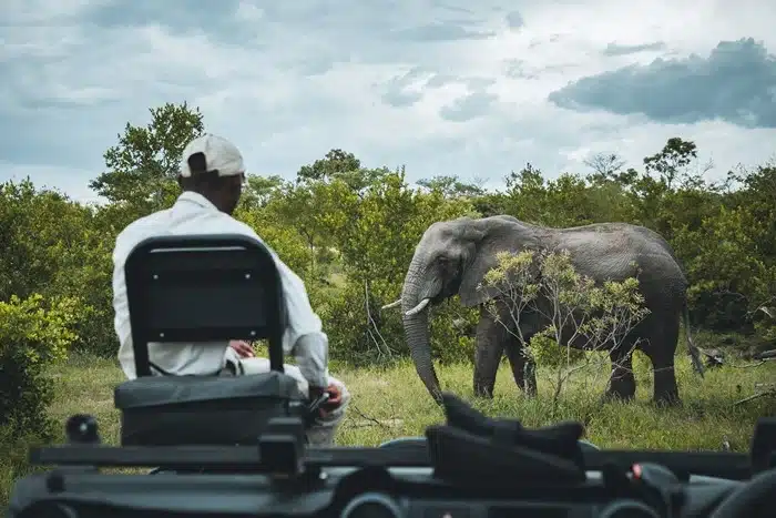 safari guide watching a wild elephant up close from an open game drive vehicle