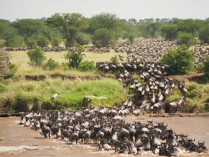 great wildebeest migration crossing the Mara River during the annual wildlife spectacle in East Africa