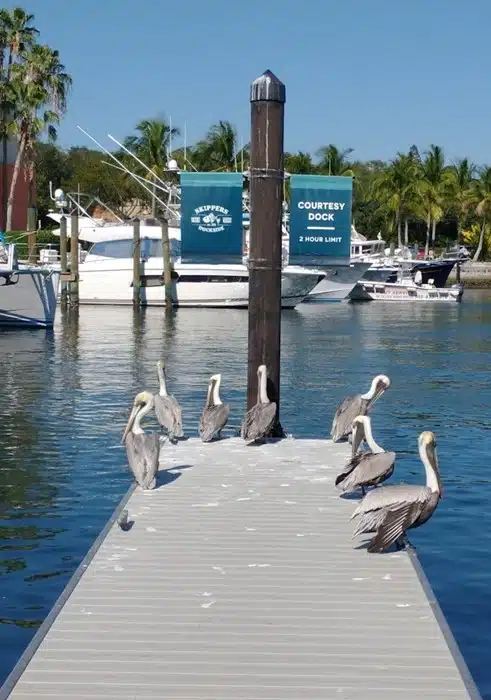 Pelicans resting on a floating dock at a marina in Key Largo, Florida, with boats and palm trees in the background